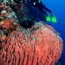 sponge_barrel_jg_v_0705_png0822.jpg